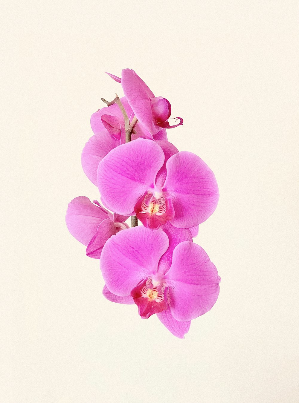 Orchid Picture. Download Free