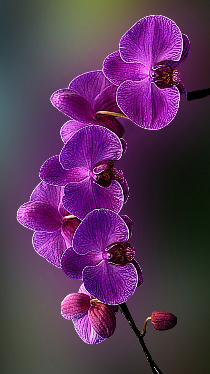 Beautiful flowers wallpaper, Orchids