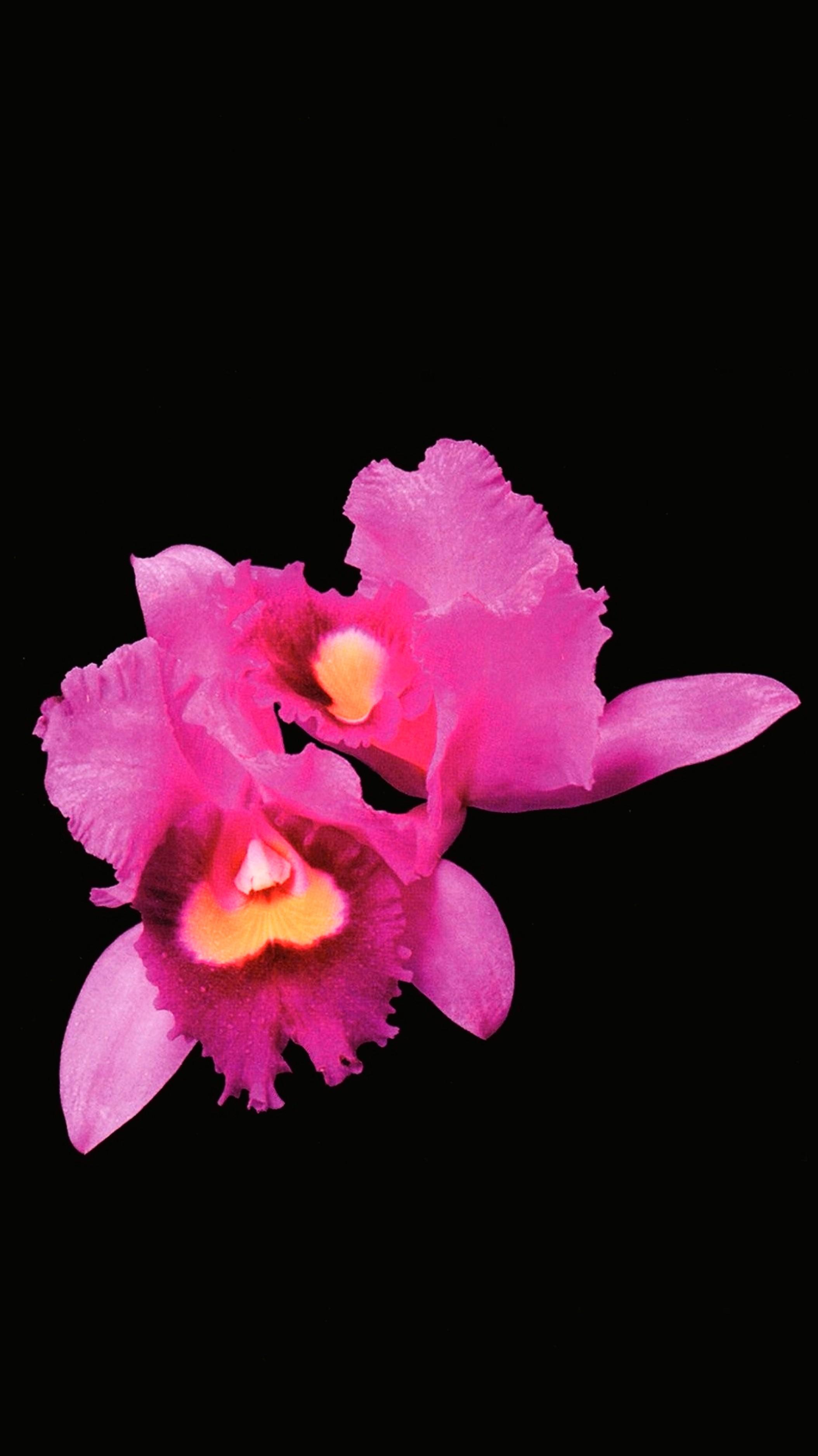 Opeth Artworks (Phone Wallpaper)