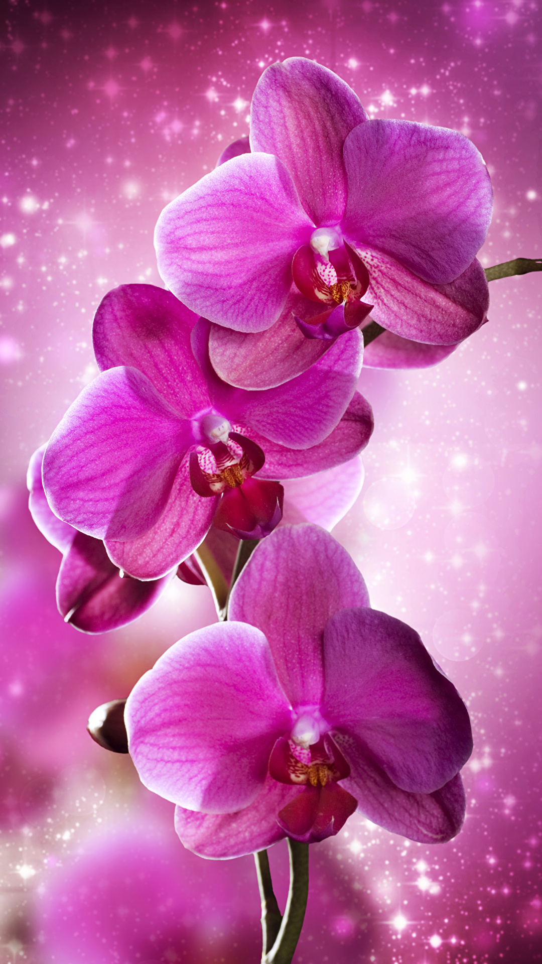 Desktop Wallpaper orchids Pink color