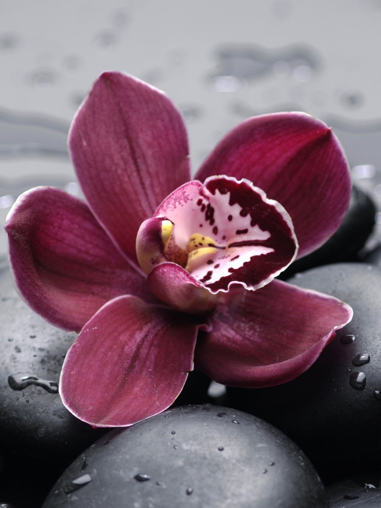 Download Orchid wallpaper for mobile