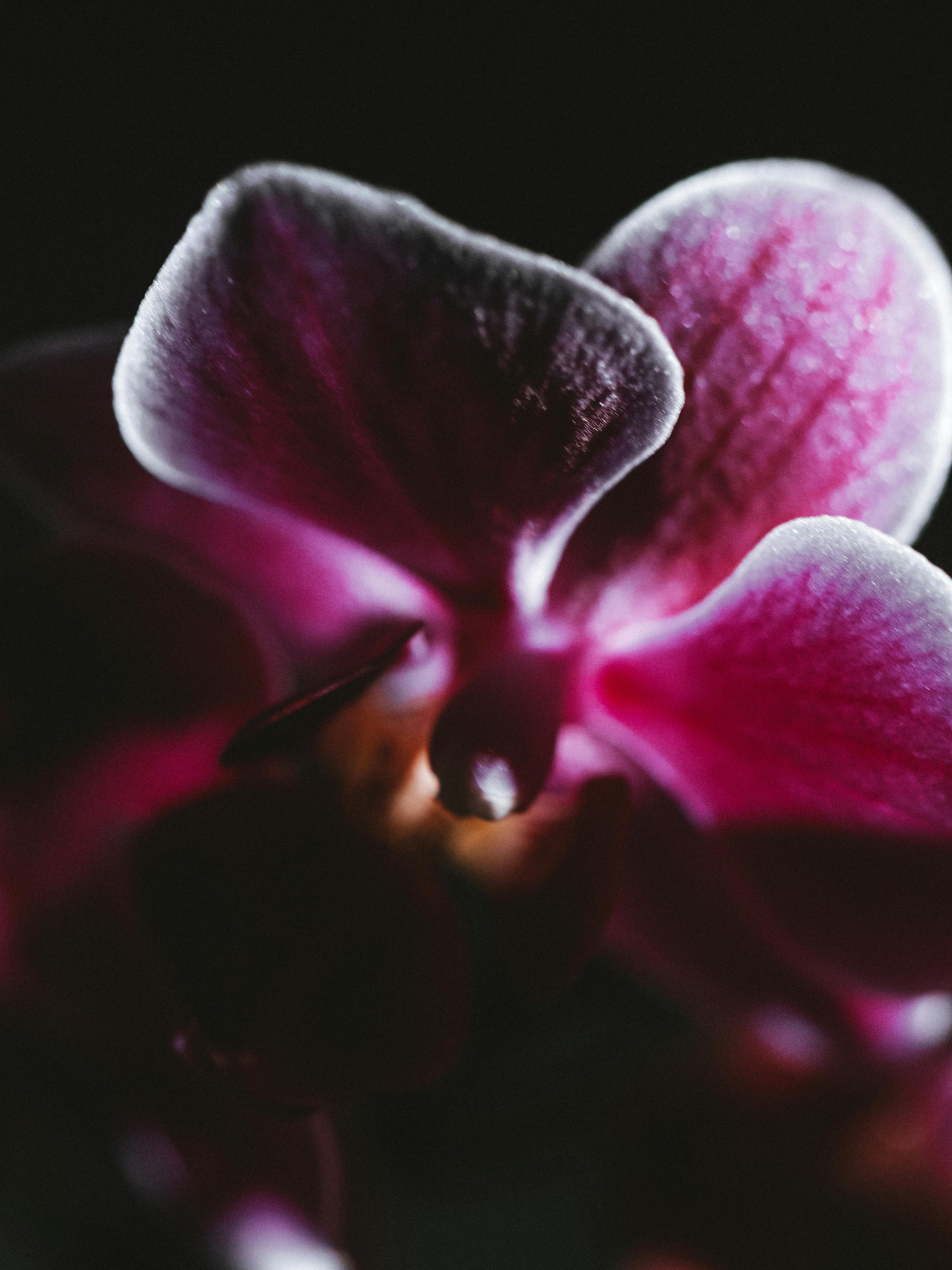 Orchid Flower on Black Background