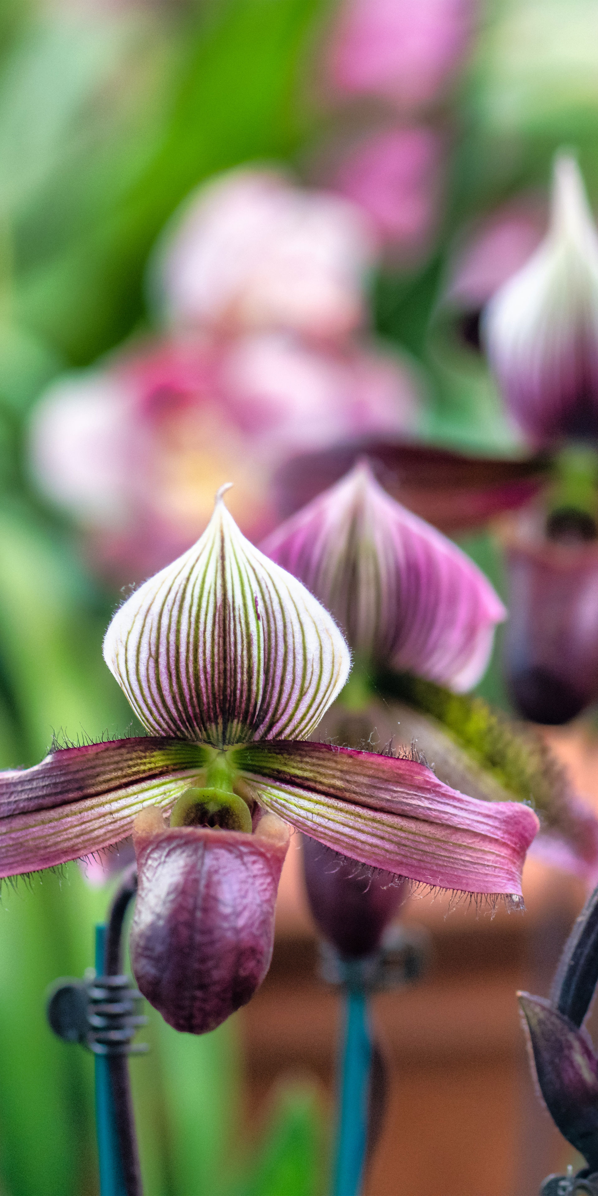 Mobile Wallpaper. Phipps Conservatory