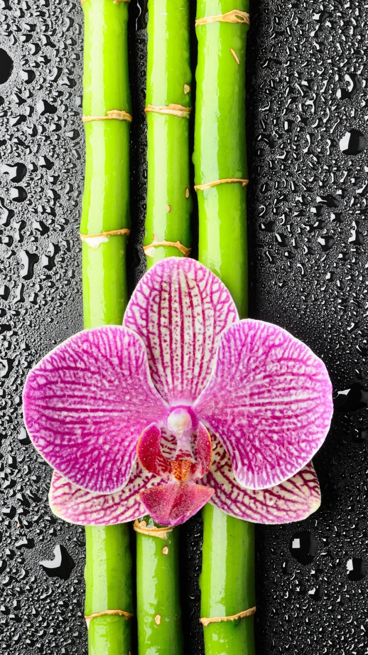 Flowers, Flower, Earth, Orchid, Water