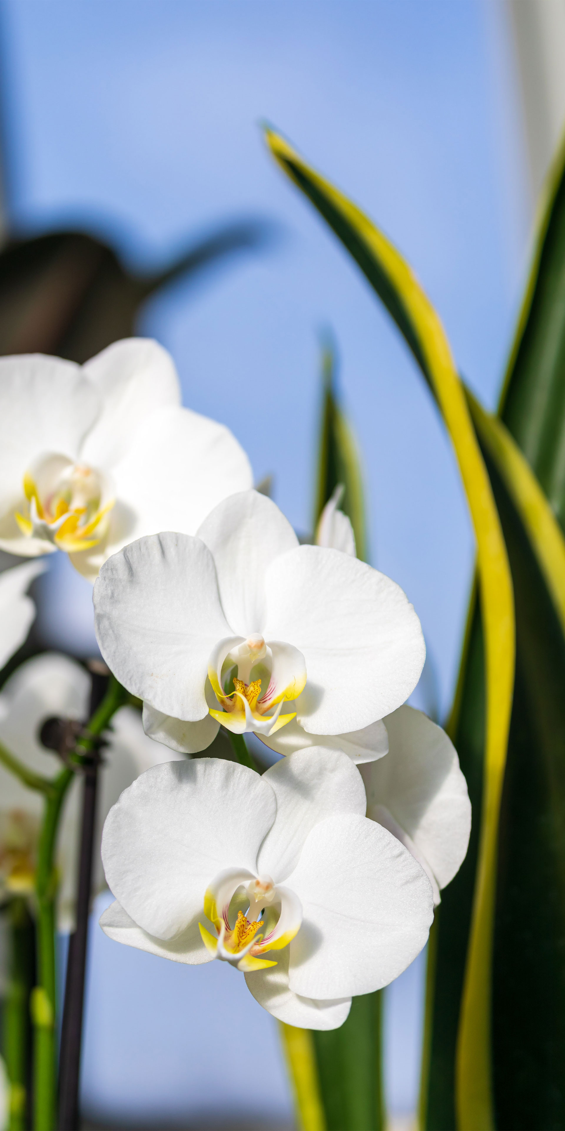 Mobile Wallpaper. Phipps Conservatory