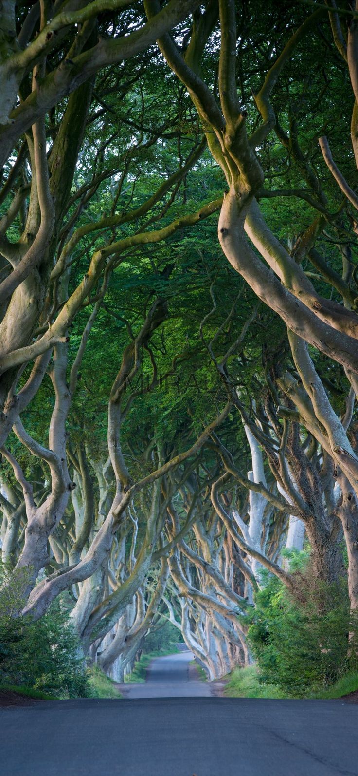 Dark Hedges #DarkHedges