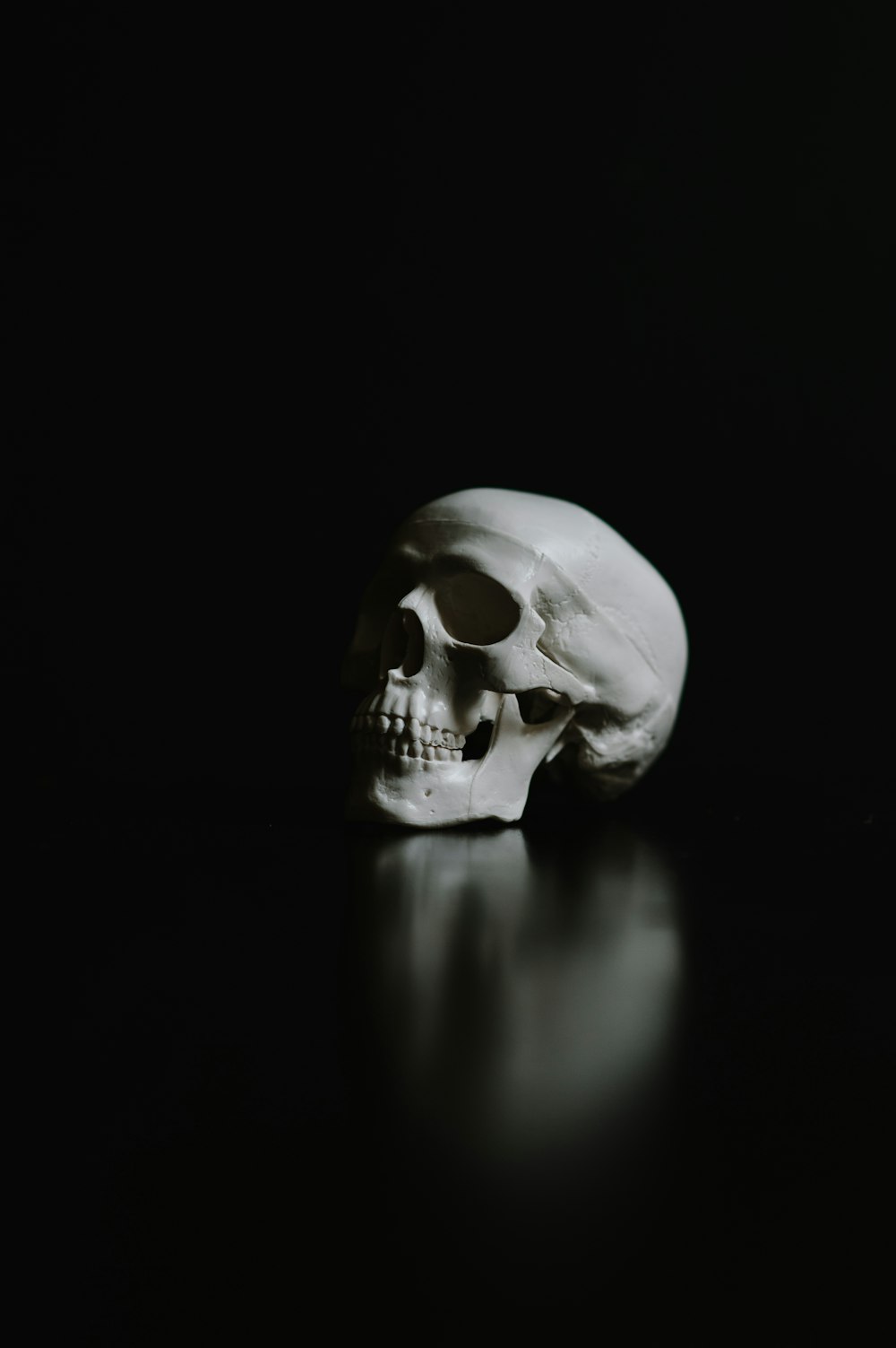 Skull Picture. Download Free Image