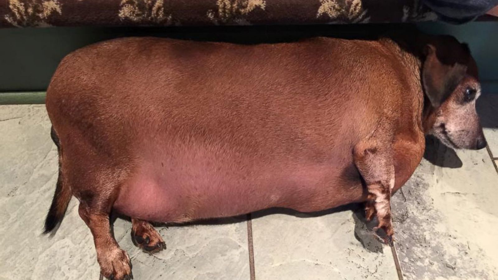 Fat Vincent' the Dachshund Transformed