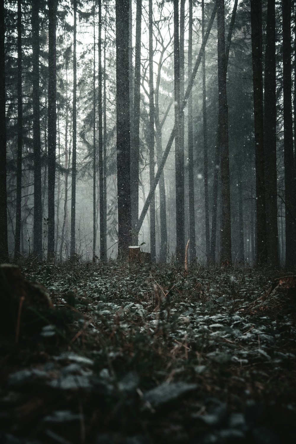 30,Moody Forest Picture