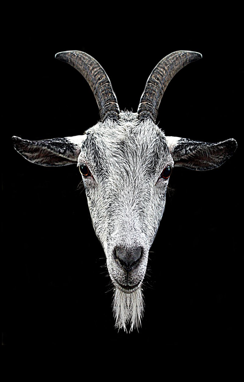Goat Image. Free Photo, PNG Stickers