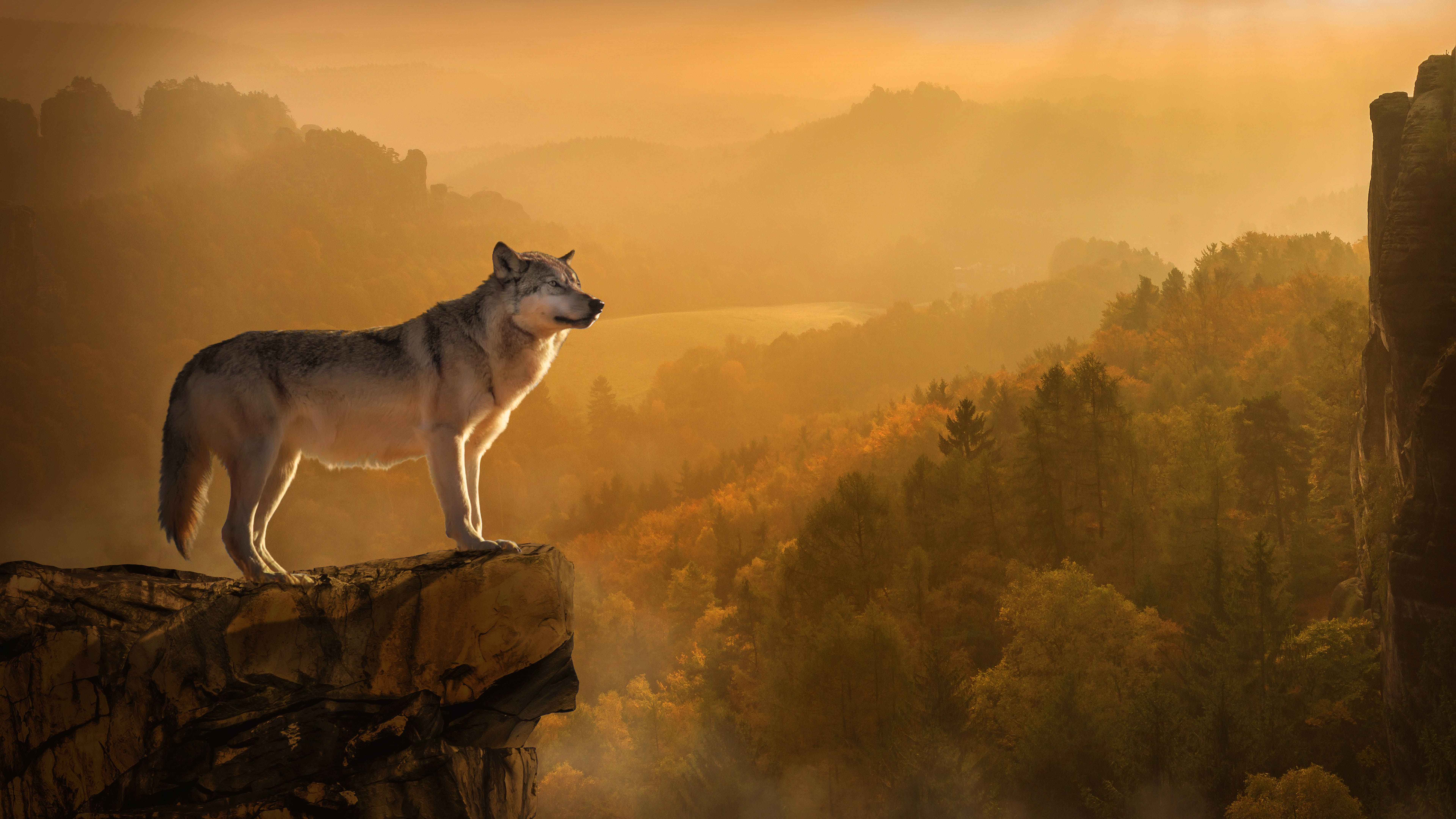 Autumn Wolf Background