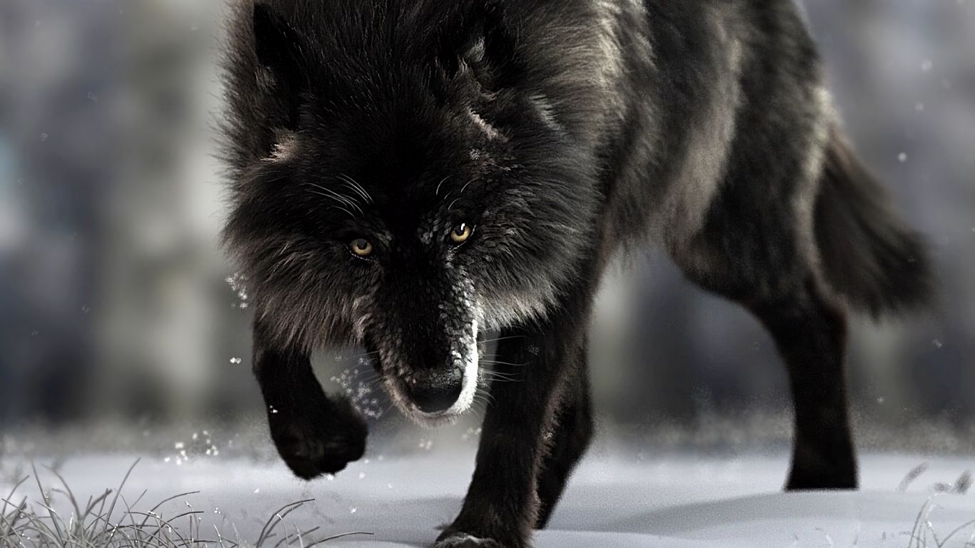 Download wallpaper 1366x768 wolf