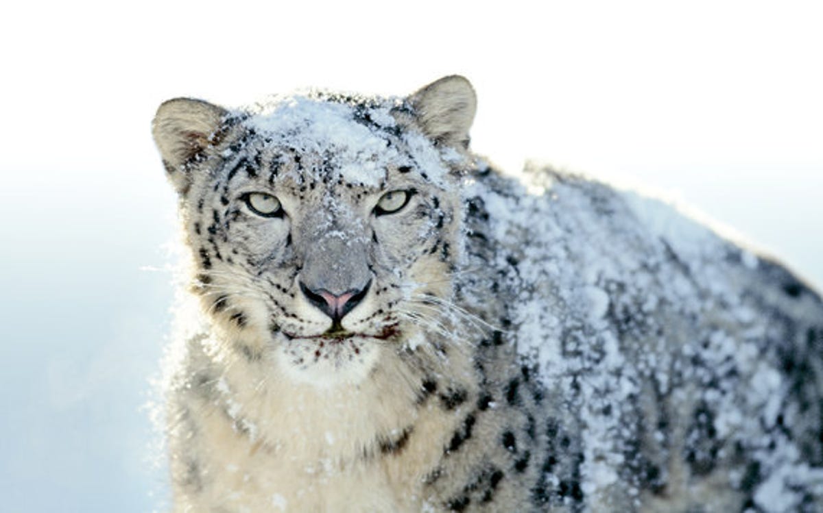 Snow Leopard wallpaper gallery