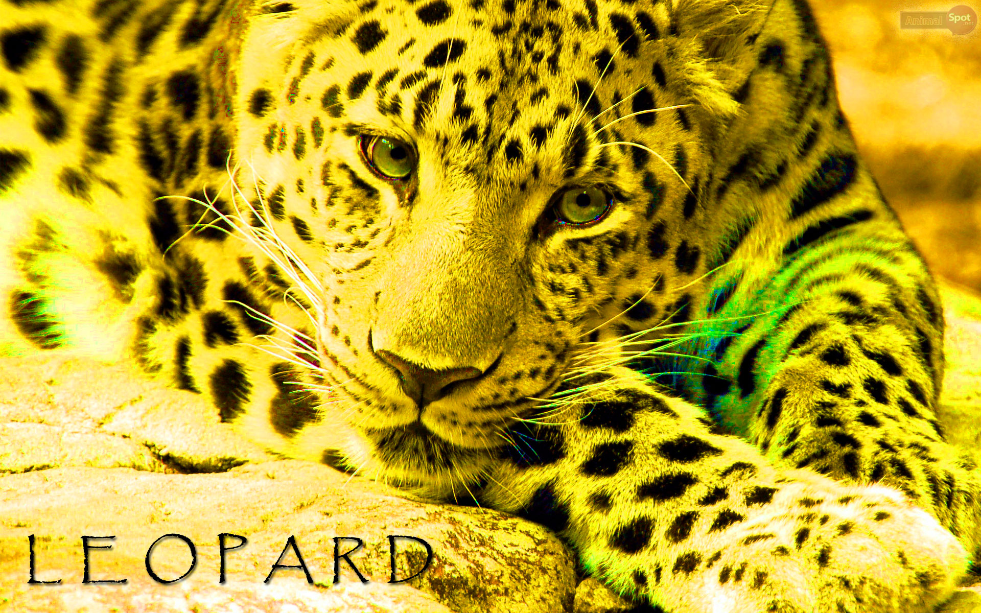 Leopard Computer Wallpapers - Wallpaper Cave, image size:1920x1200