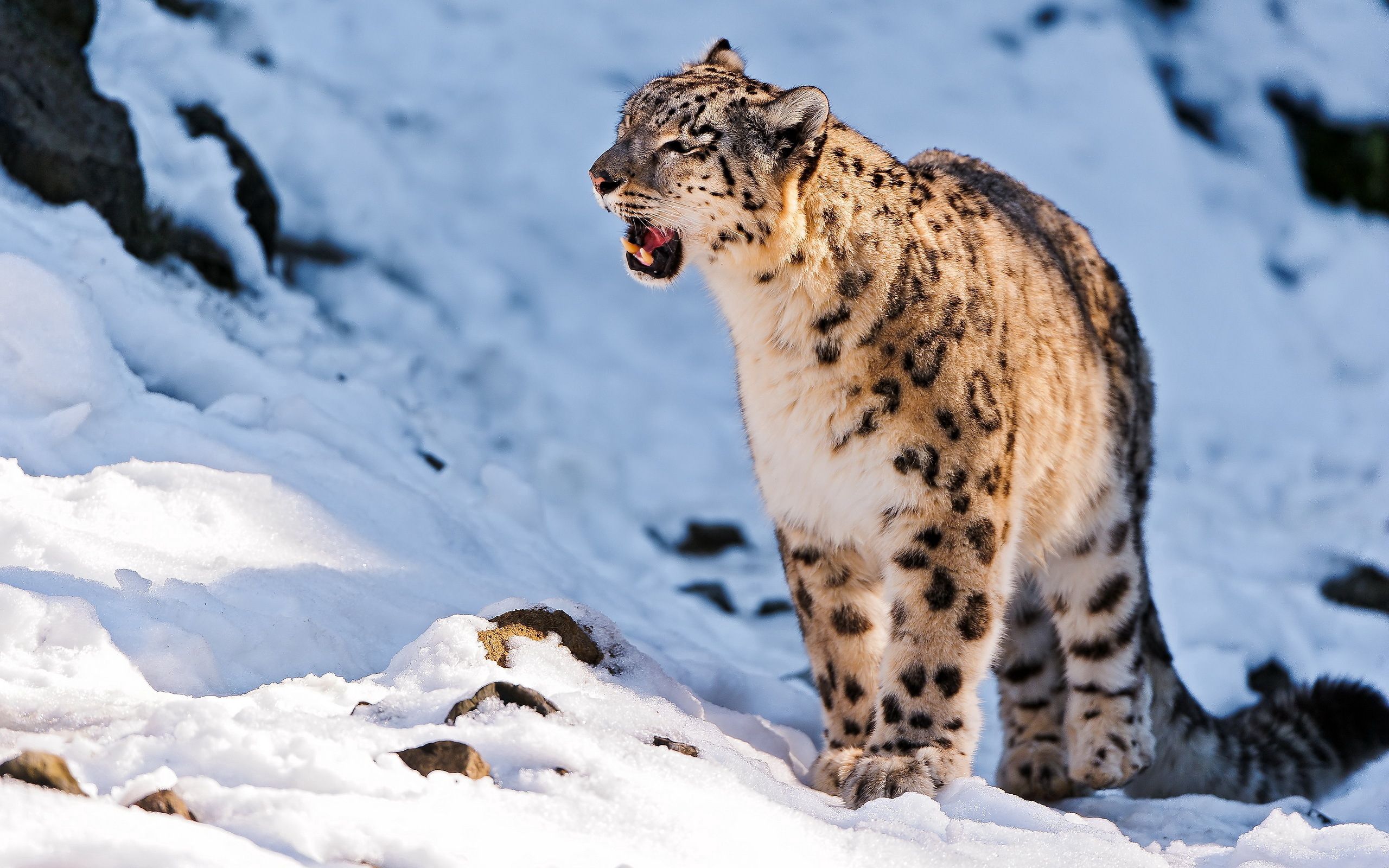 Download Snow Leopard wallpaper