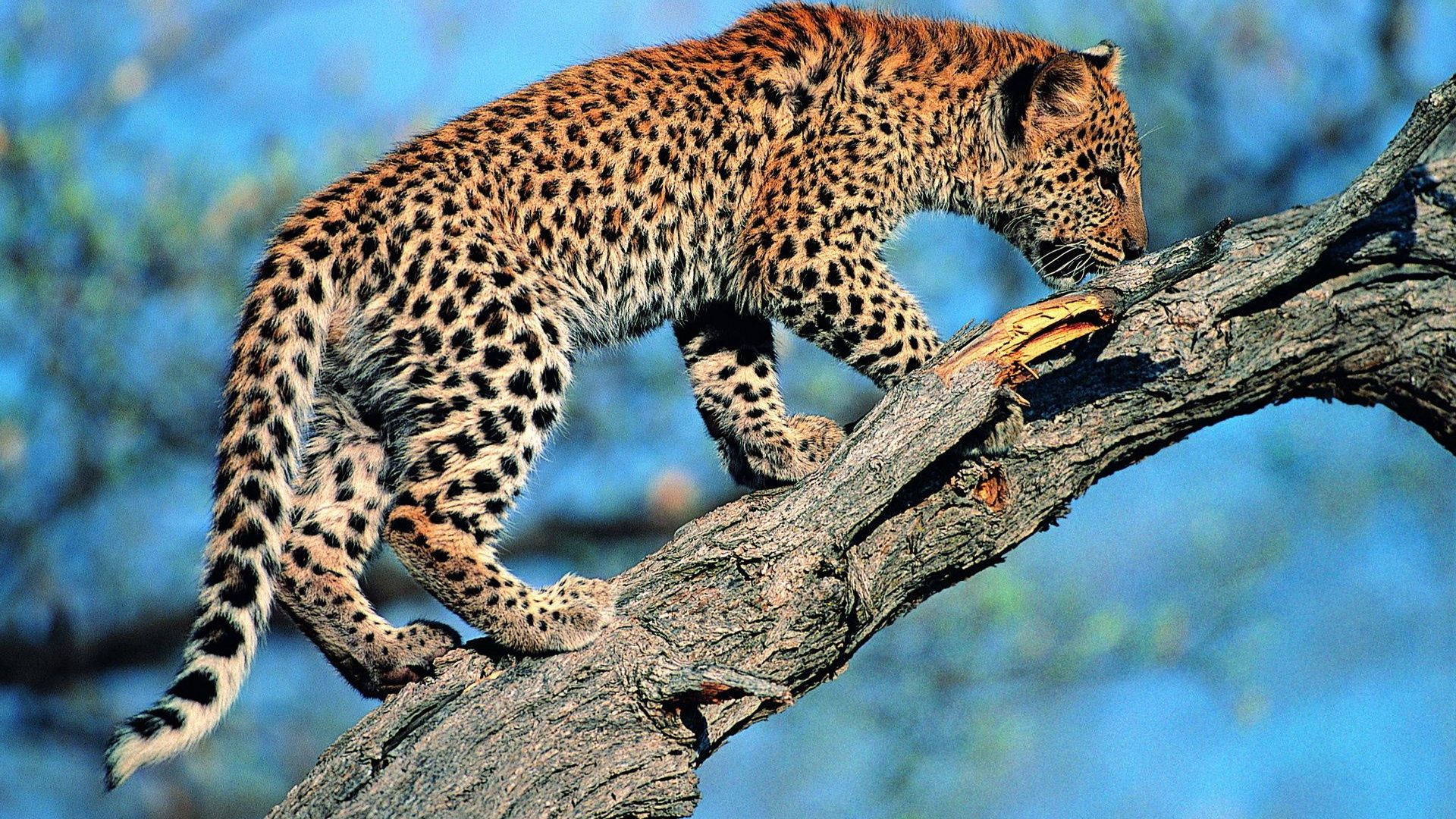 Best Leopard Wallpaper