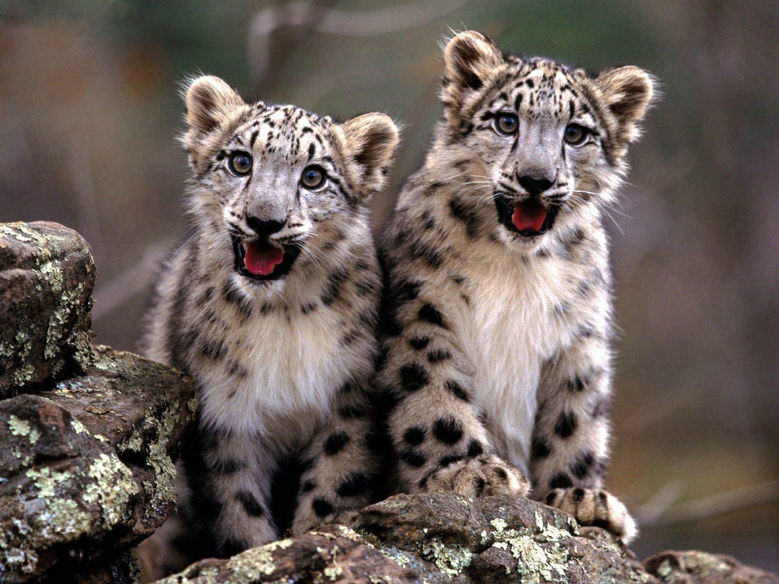 Snow Leopard Desktop and Mobile