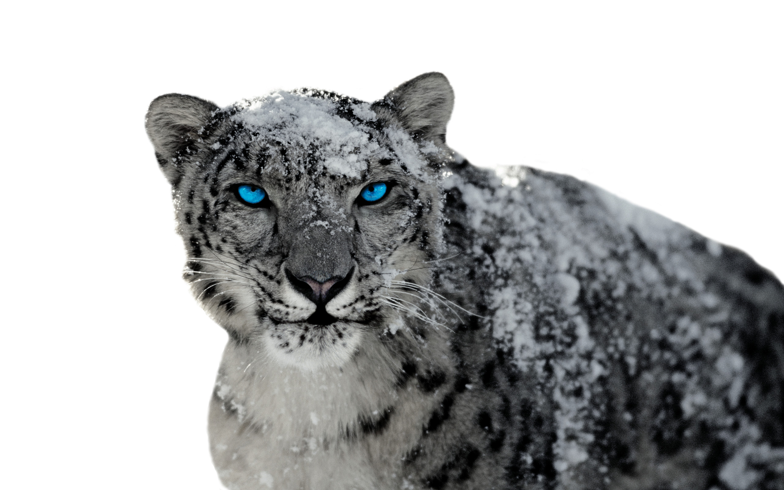 Snow Leopard wallpaper for desktop