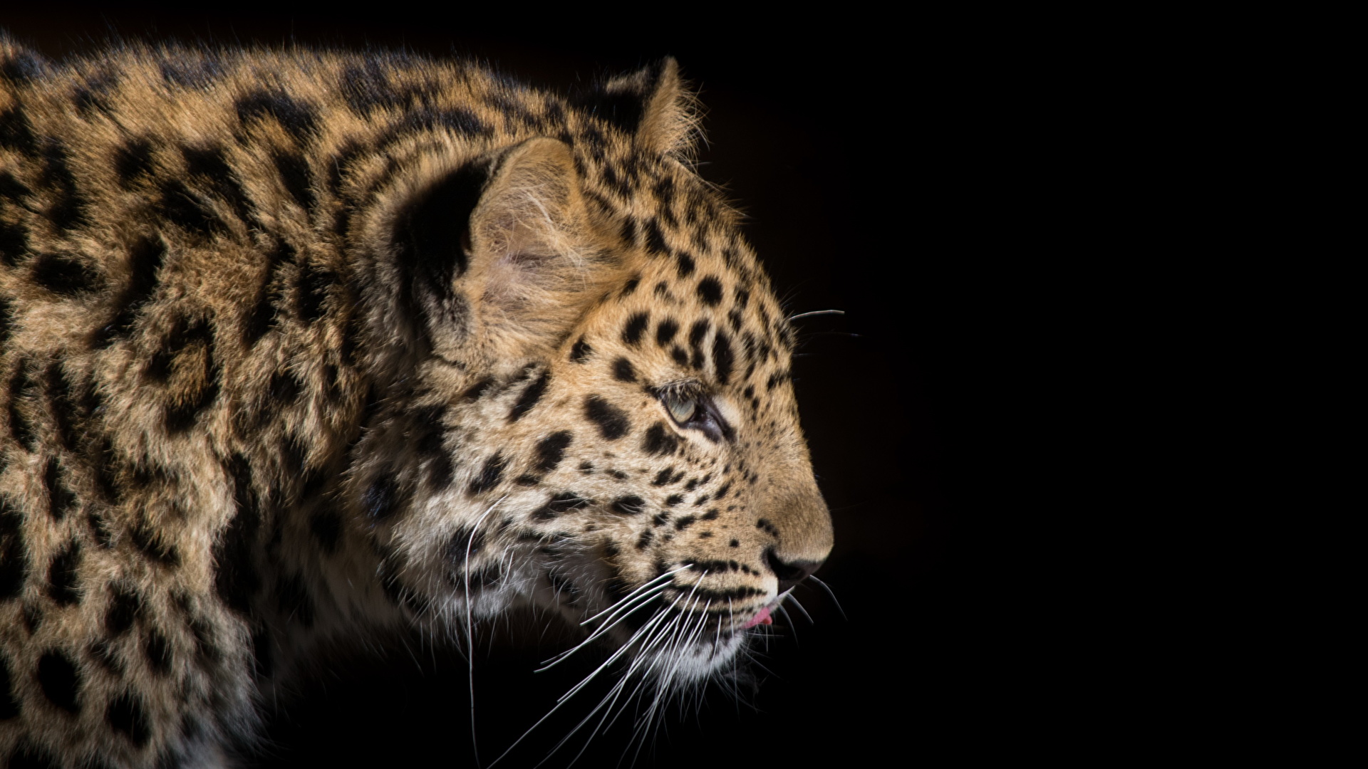 Desktop Wallpaper leopard Big cats