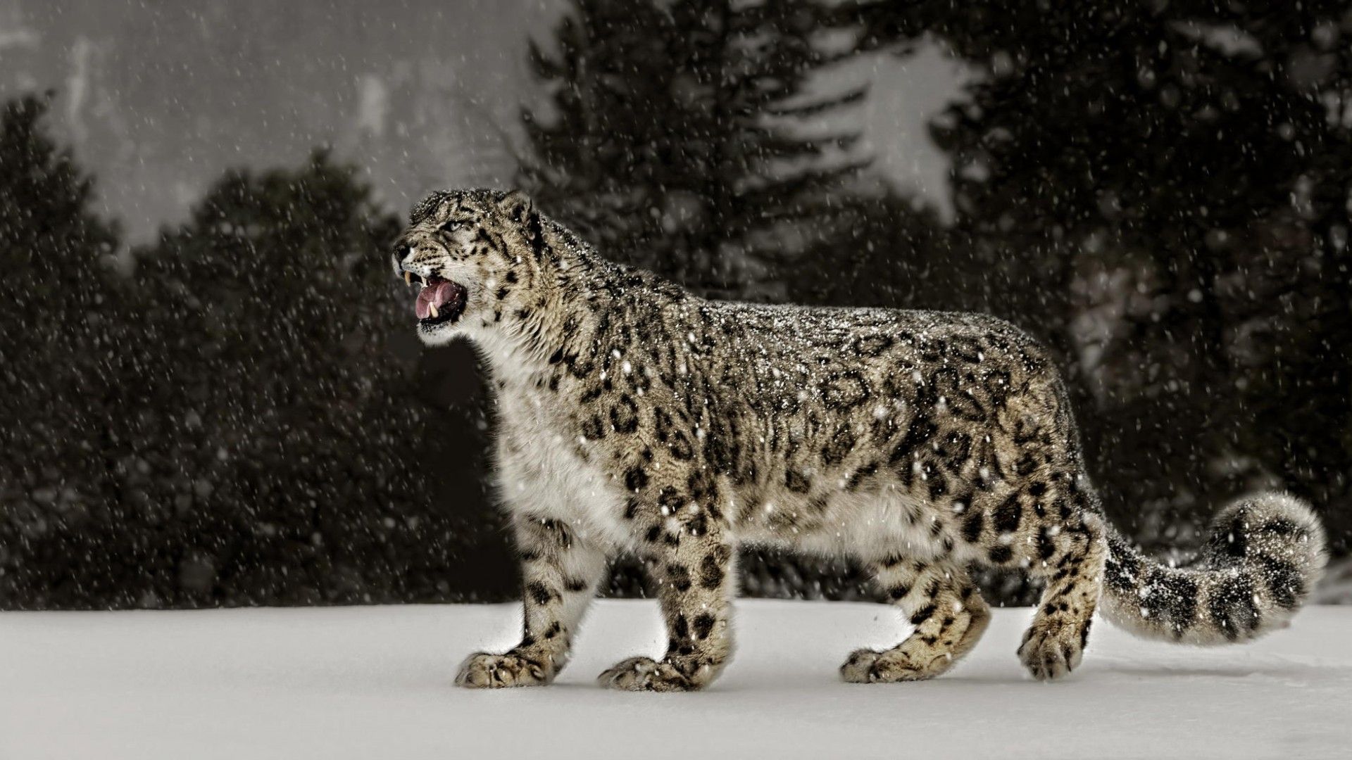 Snow Leopard Computer Wallpaper