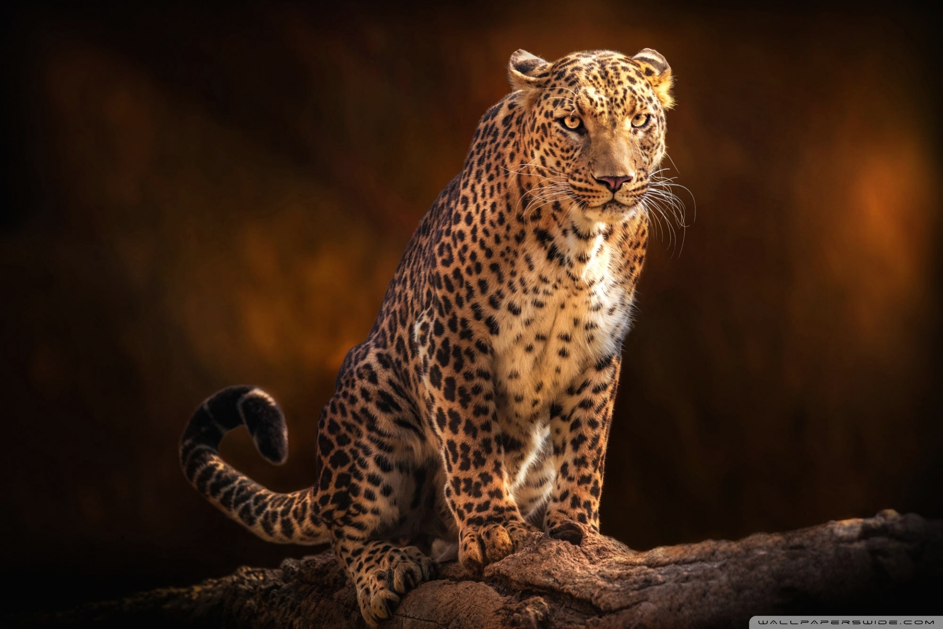Beautiful Leopard Animal Ultra HD
