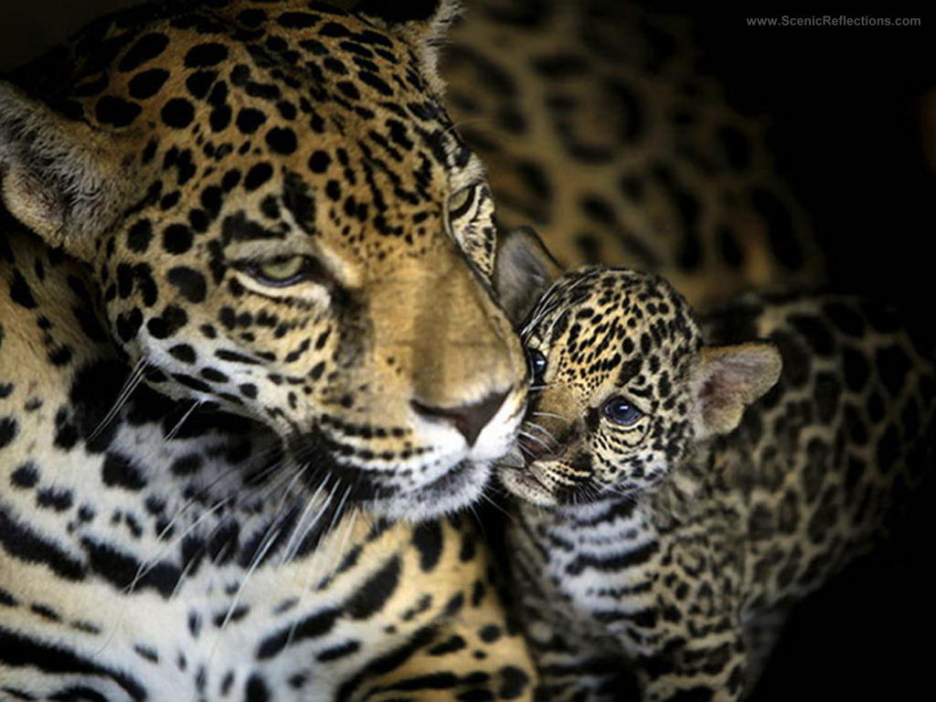 Free Leopard Desktop Wallpaper Image