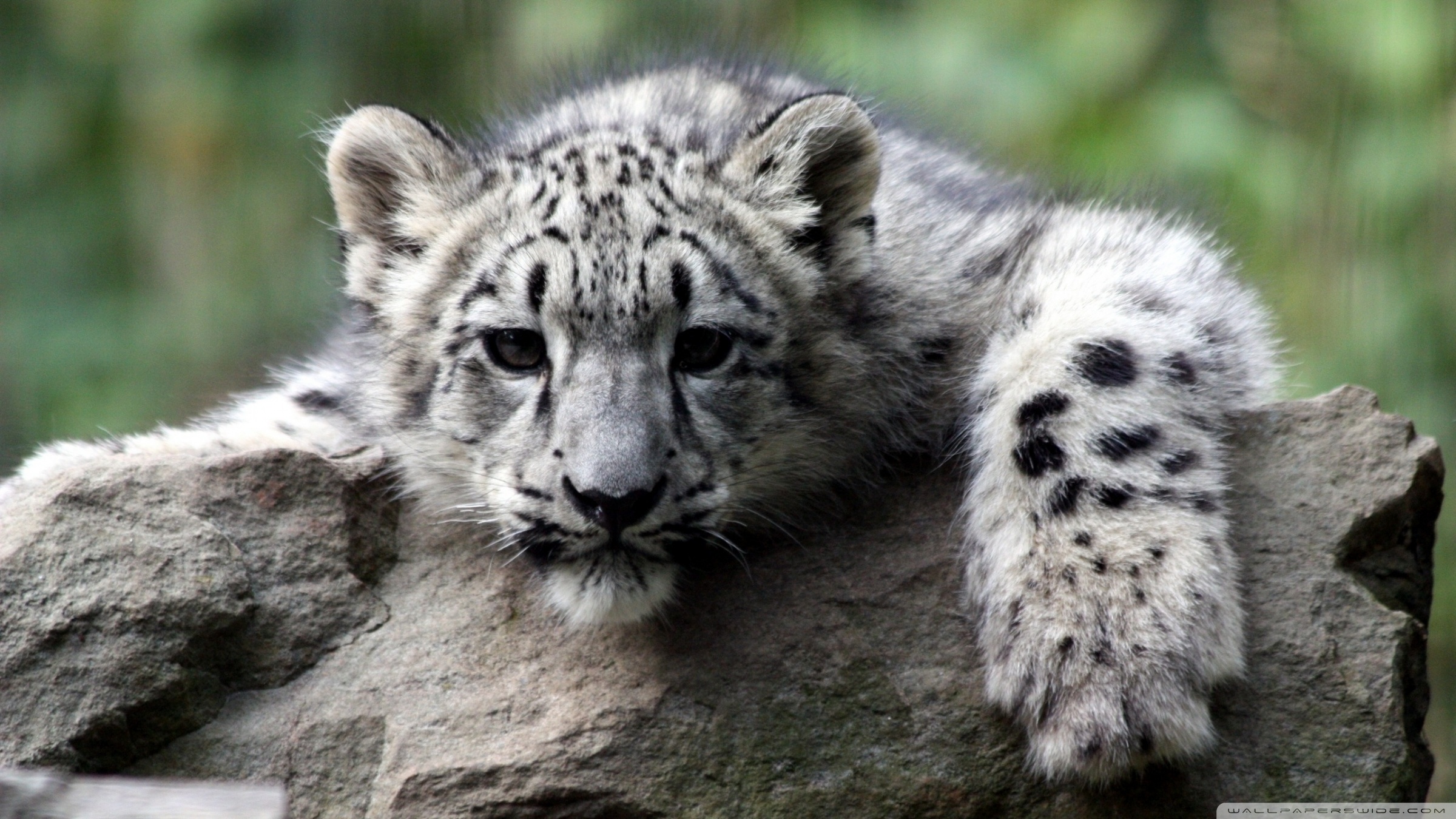 Snow Leopard Cub Ultra HD Desktop