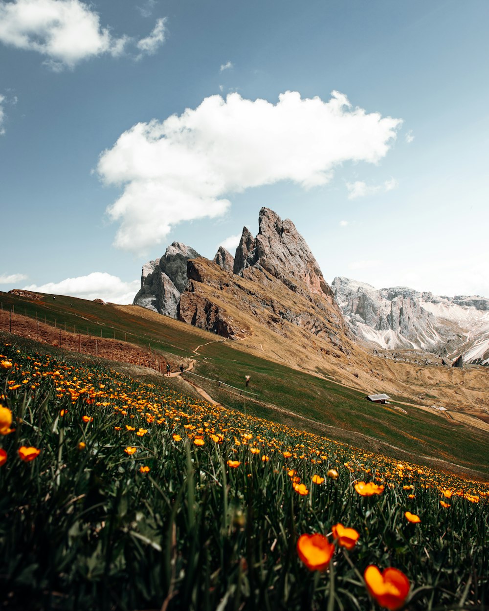 A field of flowers with mountains