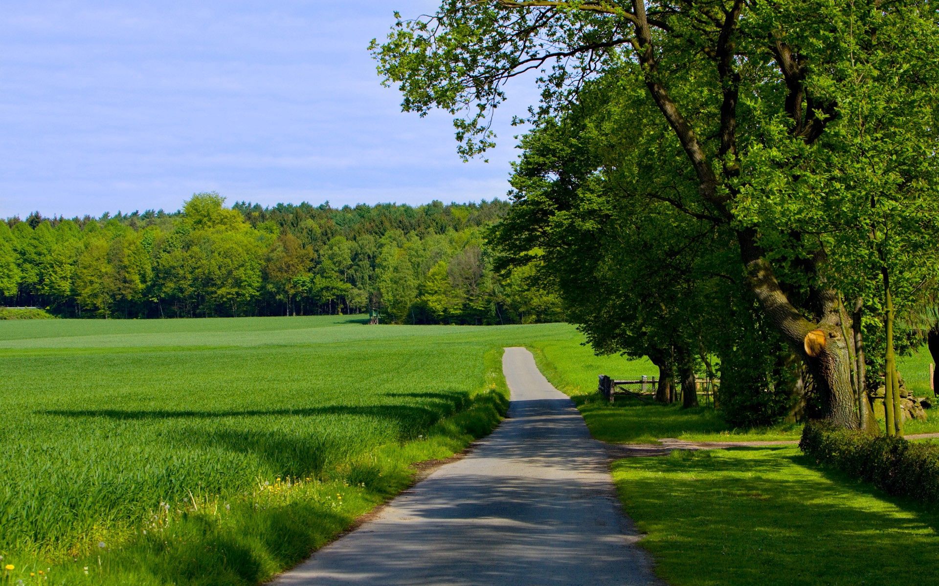 Summer, Grass, Field, Nature, Trees