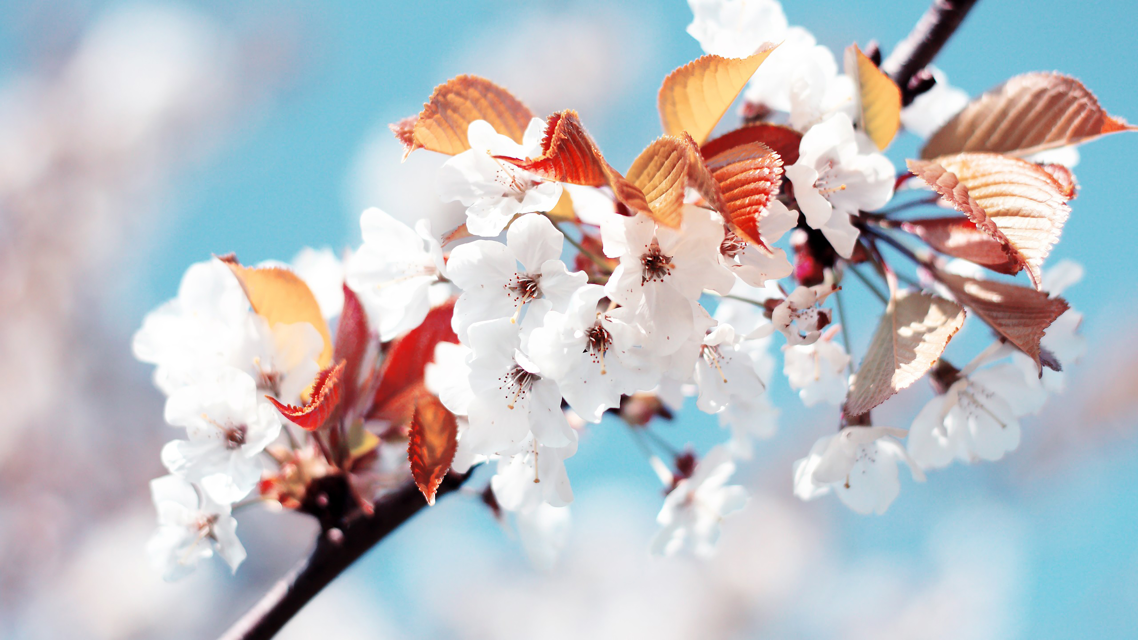 White Flower Nature 4K Wallpaper HD