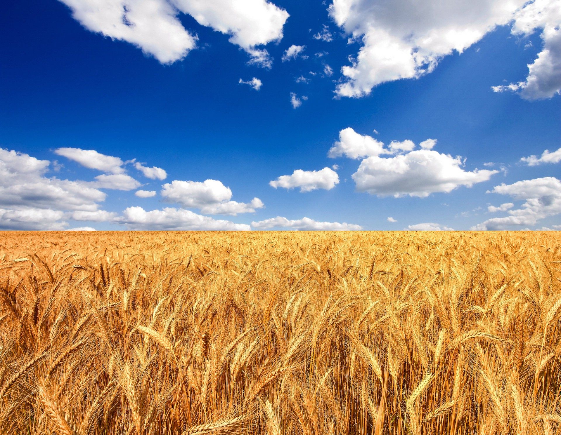 desktop wallpaper: Summer, Wheat, Earth