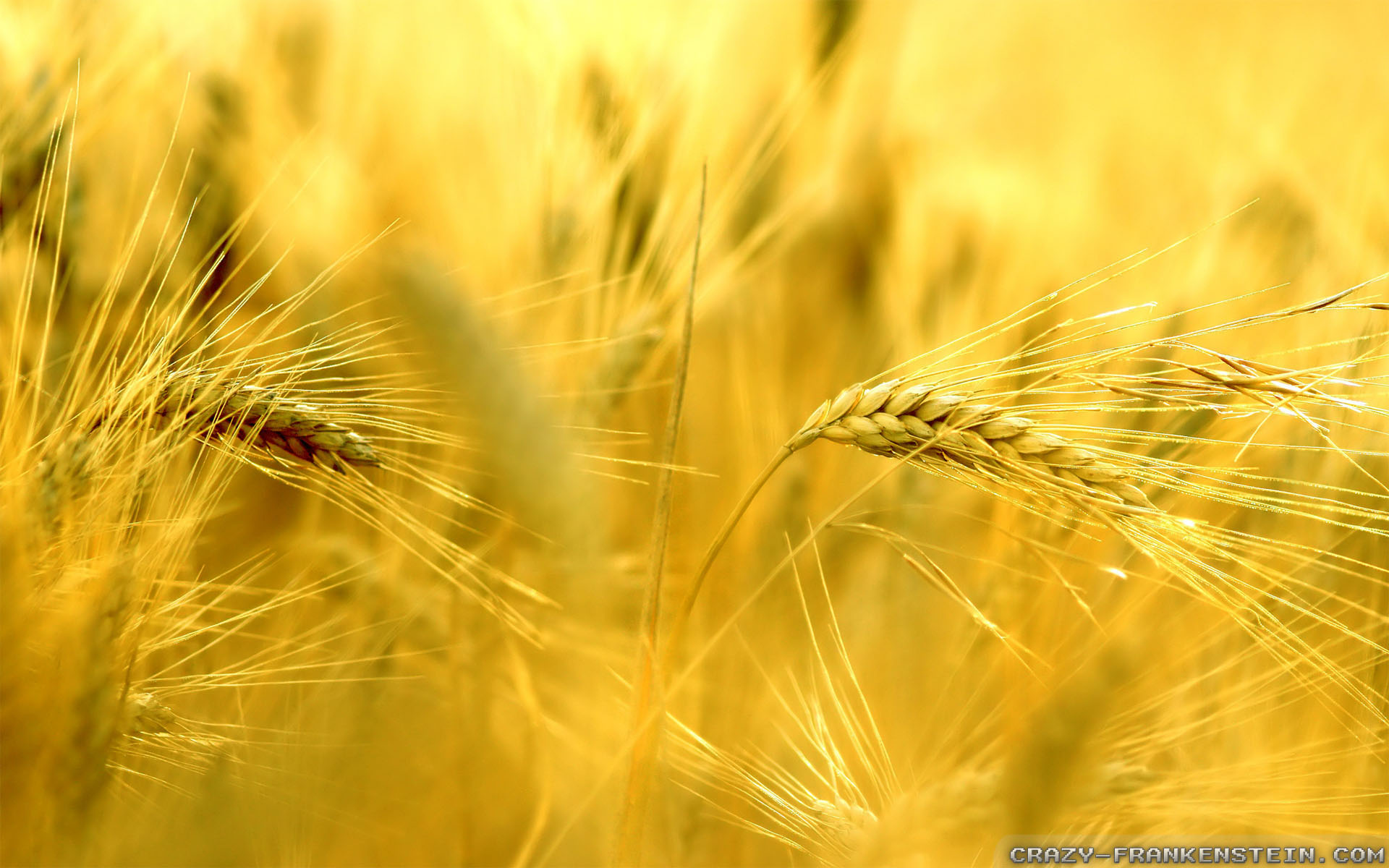 Beautiful Wheat In Summer Wallpaper