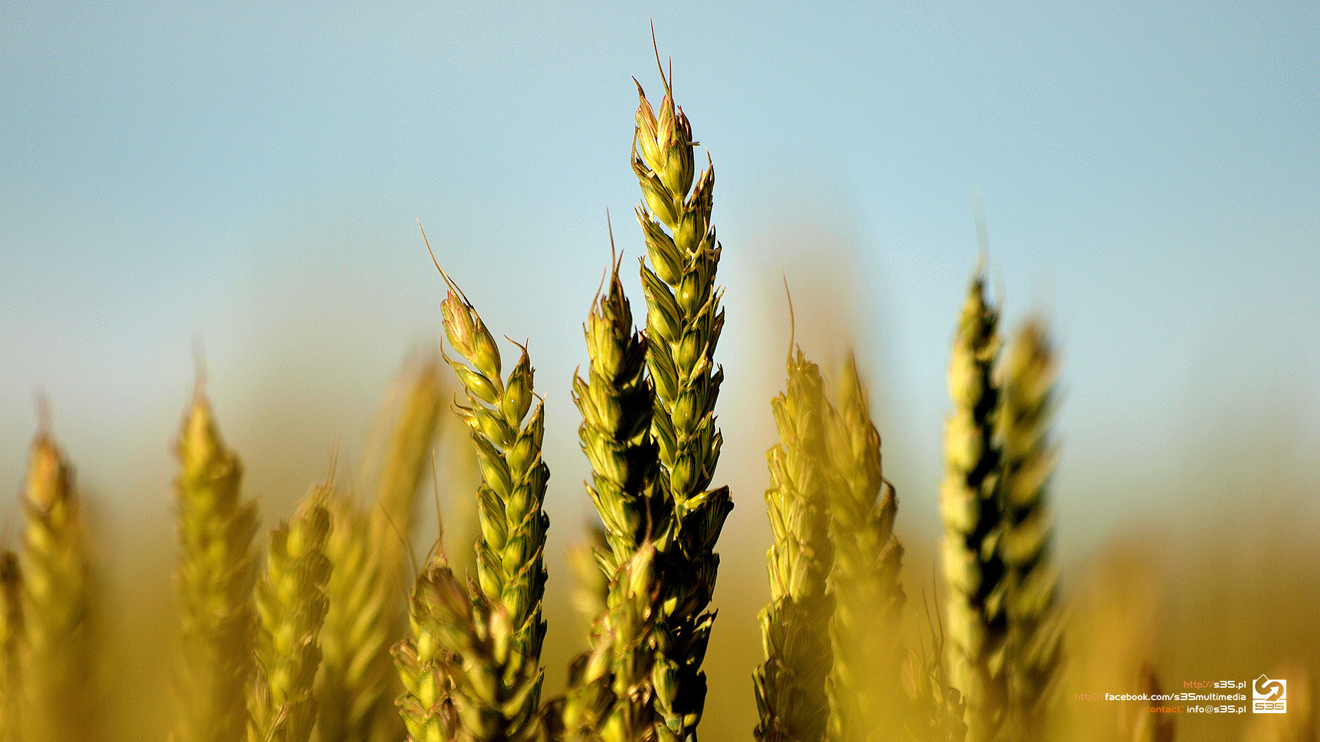 Summer Grain HD Wallpaper