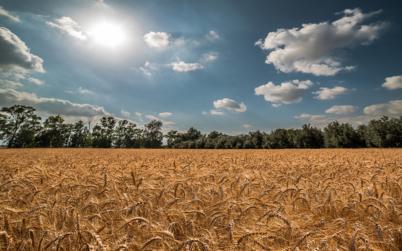 Nature Sky Fields Ear botany Clouds