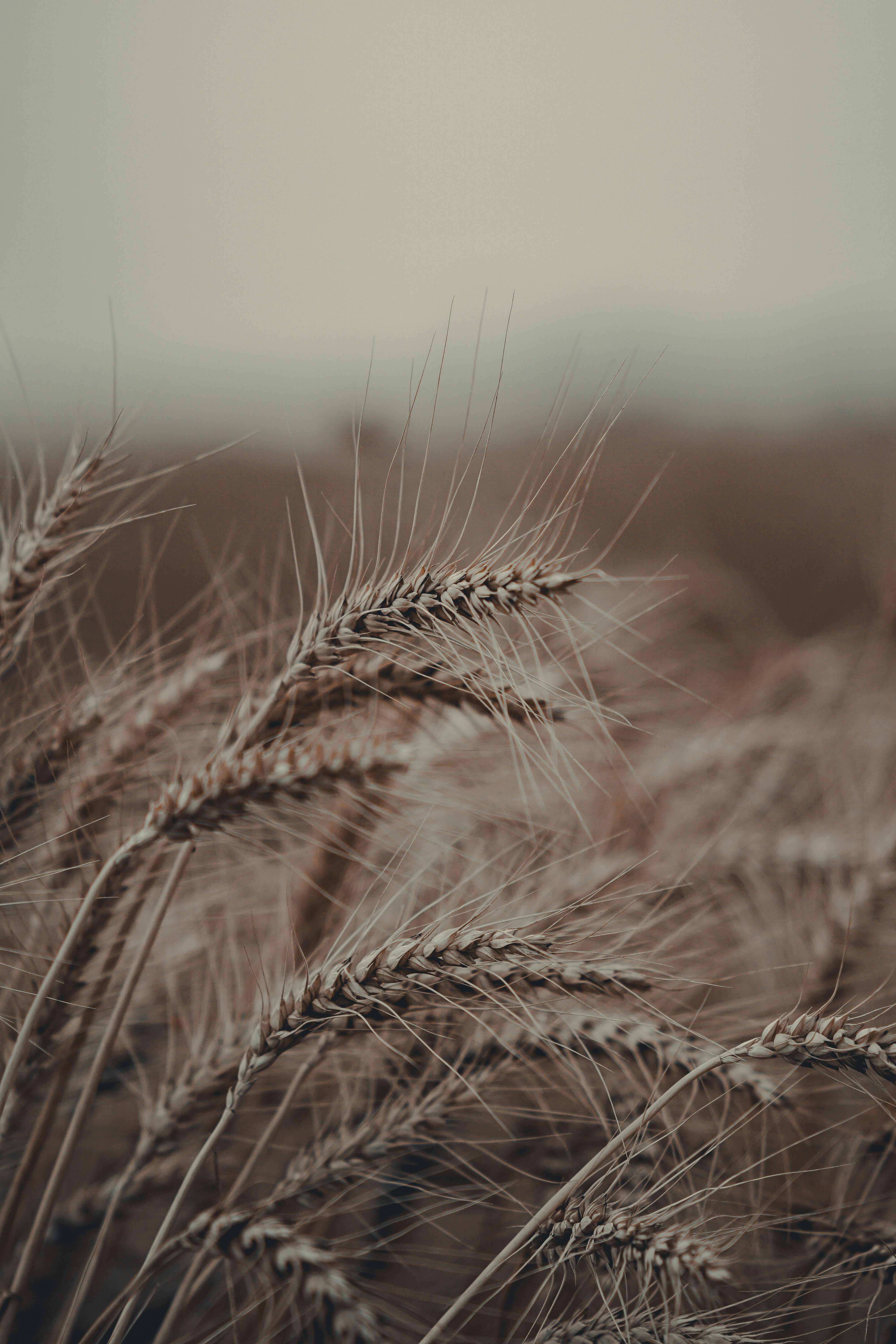 Summer Blades of Wheat · Free