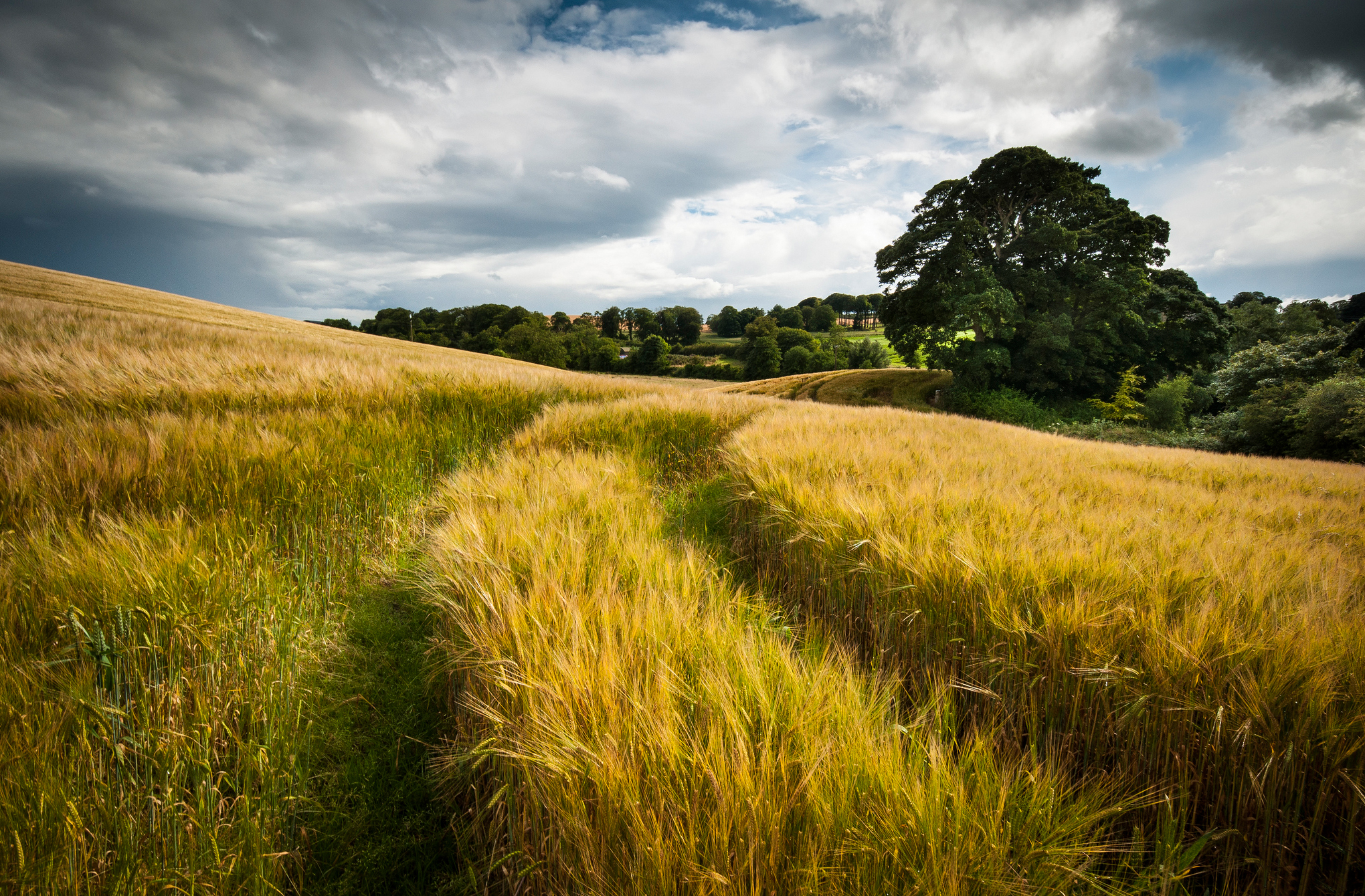 Download wallpaper wheat, field, summer