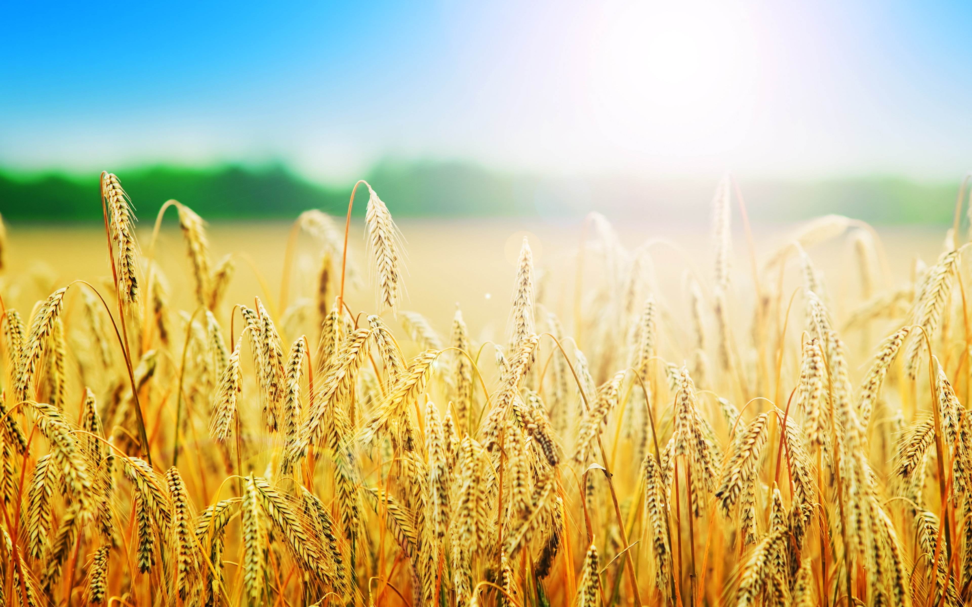 Picture blurred background Wheat Summer
