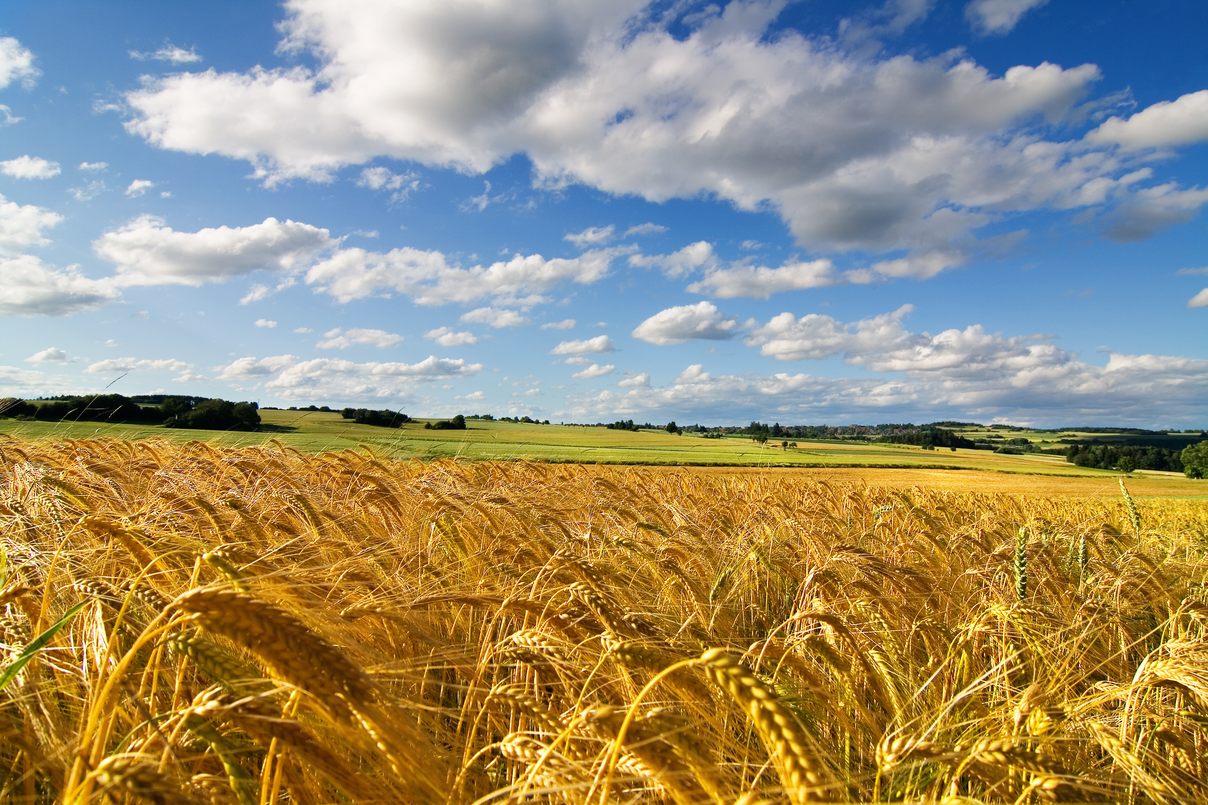 nature, field, sky, summer, wheat