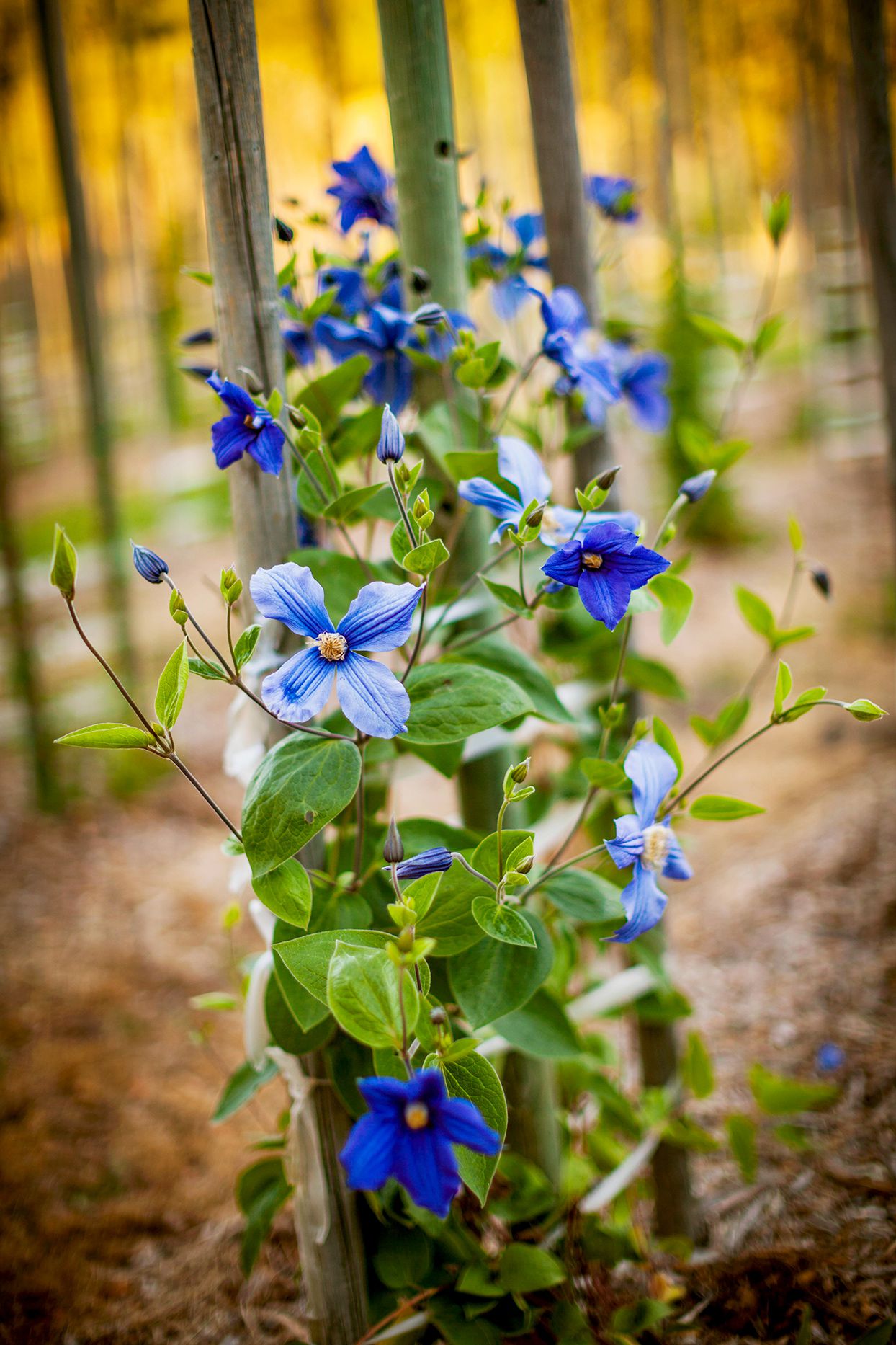 Stunning Blue Flowers You'll Love