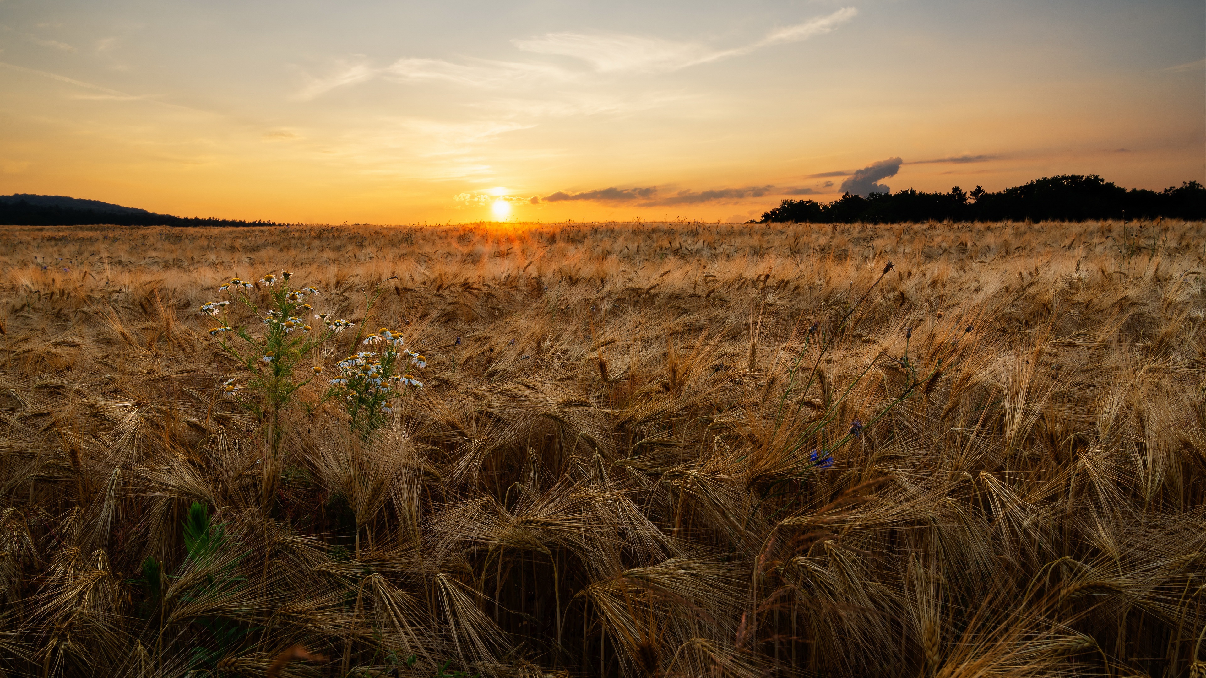 Nature Wheat 4k Ultra HD Wallpaper