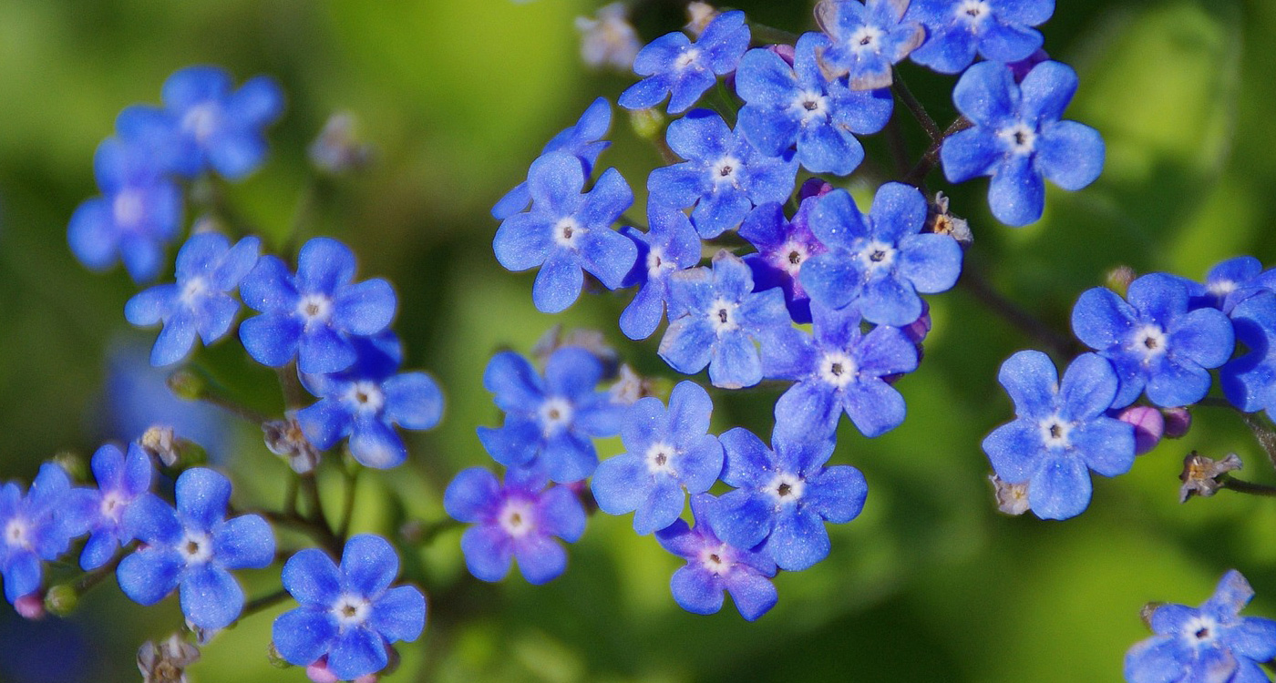 Types of Blue Flowers