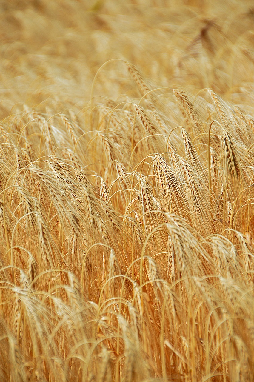 Wheat Summer Grain