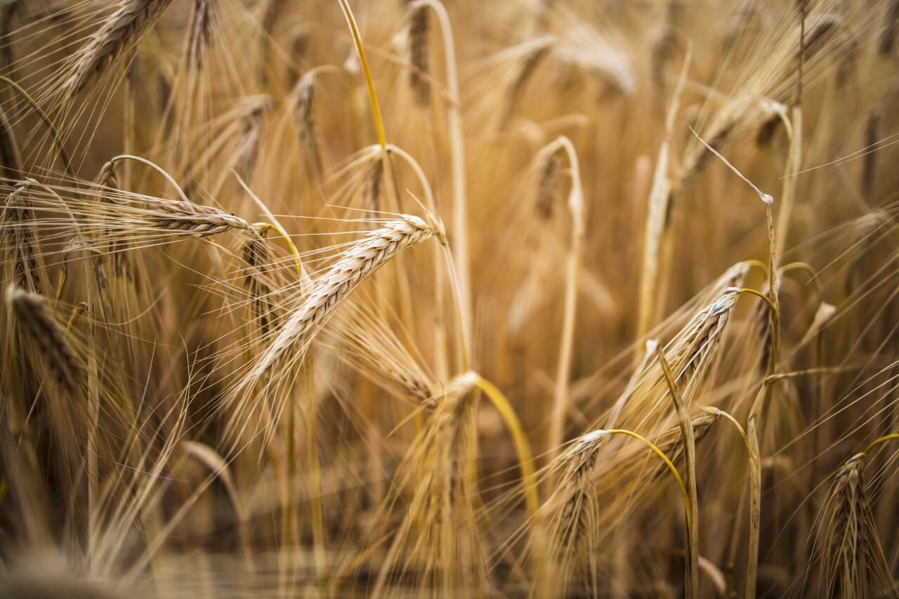Golden Wheat Field In Summer Close Up Background. Free