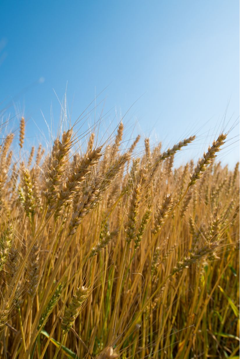 Wheat Field Wall Mural