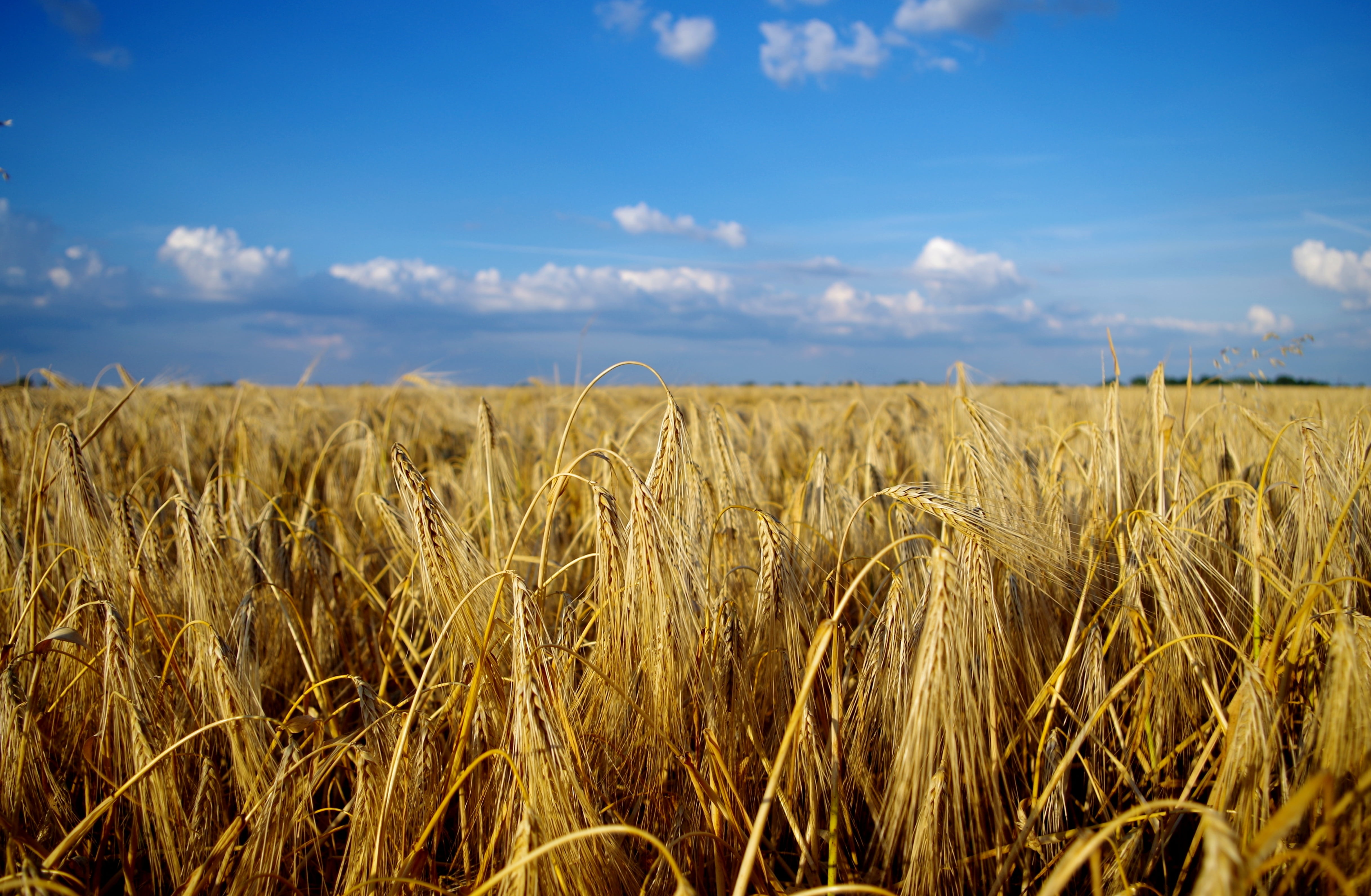 Field, wheat, summer, landscape, grain