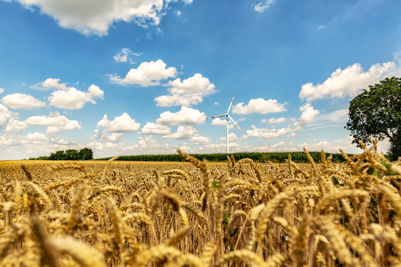 Wheat Field Summer Sun