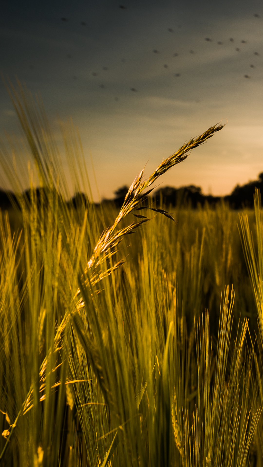 Summer, Wheat, Sunrise, Earth, Field