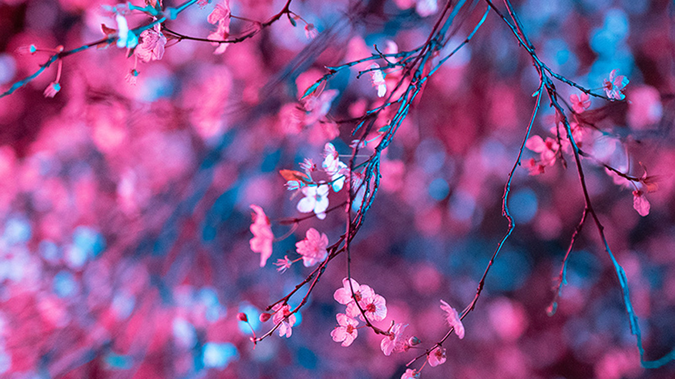 Art Flower Red Light Cherry Blossom Spring