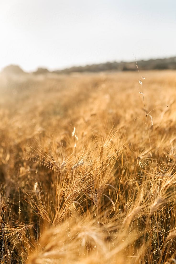 Marco Govel. Wheat fields
