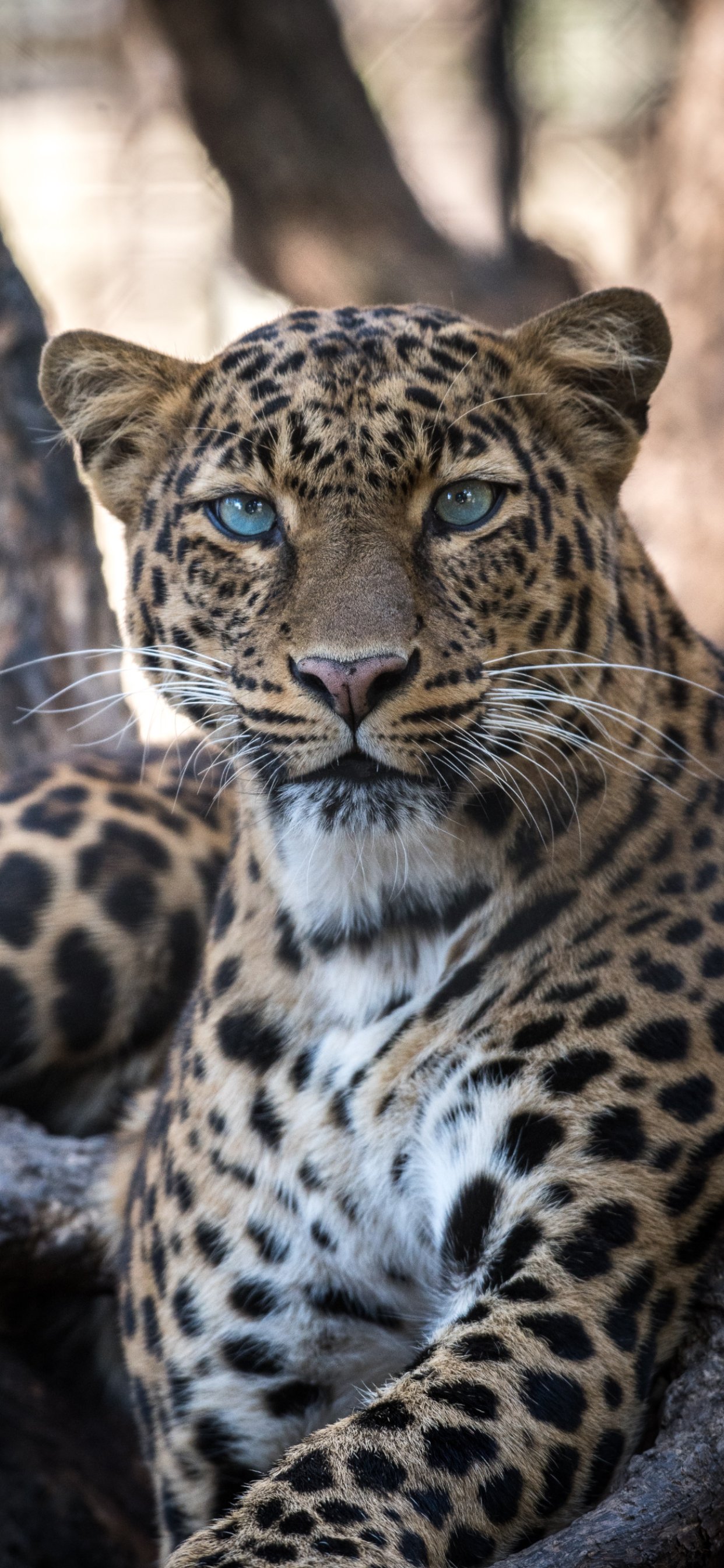 iPhone Wallpaper Leopard